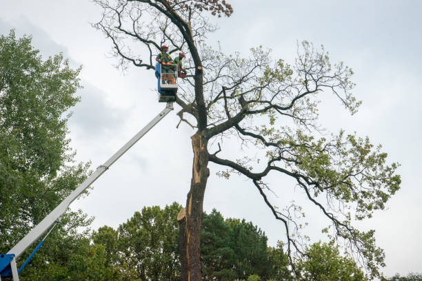 Best Lawn Dethatching Services  in USA